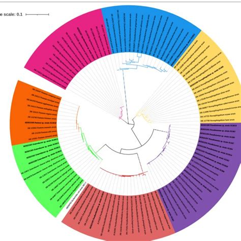 Ncbi Blast 16s Rrna Gene Sequences Of Bacterial Endophytes Isolated