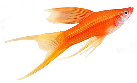 Hi Fin Lyretail Swordtail Davids Aquarium Advice