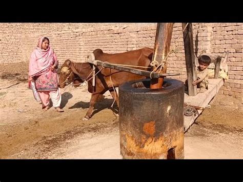 Mustard Oil Expeller Old Method Bull Power Mustard Oil Mill Old Culture