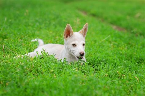 Premium Photo Mixed Breed Beautiful White Dog Mutt Outdoor In Summer