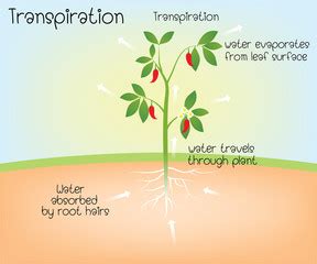 10 Factors affecting transpiration | Both Internal and External