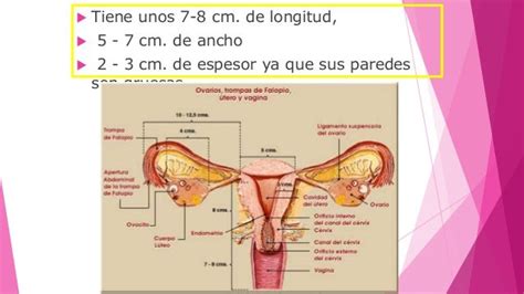 Anatomia Del Aparato Reproductor Femenino