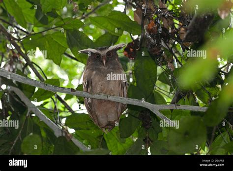 Crested Owl Lophostrix Cristata Tiputini Rainforest Yasuni