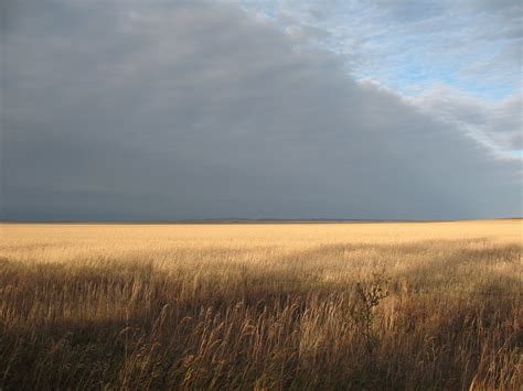 Brown Rice Field Under Grey Sky HD Wallpaper Wallpaper Flare