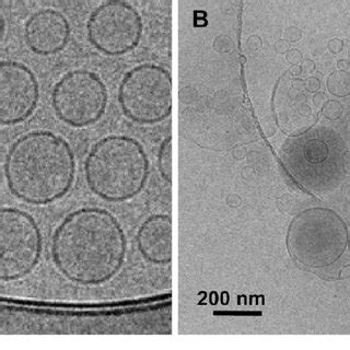 Cryo Tem Micrographs Of Dcf Na Liposomes A And Dcf Na Ethosomes