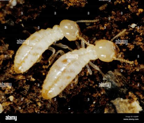 Eastern Subterranean Termite Reticulitermes Hi Res Stock Photography