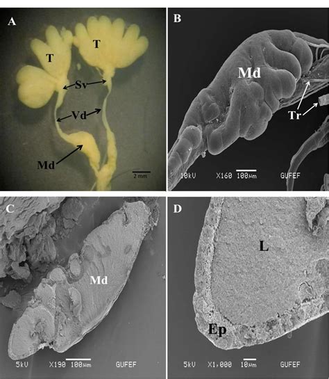 Figure From Morphology And Ultrastructure Of The Male Accessory Gland