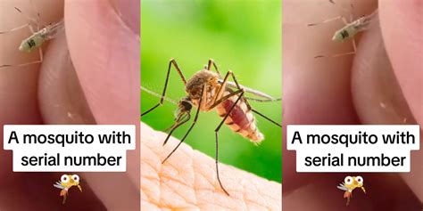 ‘bill Gates Mosquito Mosquito With ‘serial Number Confounds Viewers Whats Going On