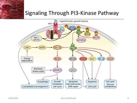 The Pten And Pi3 Kinase Pathway In Cancer Ppt