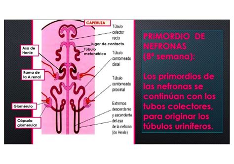 Embriologia Udocz