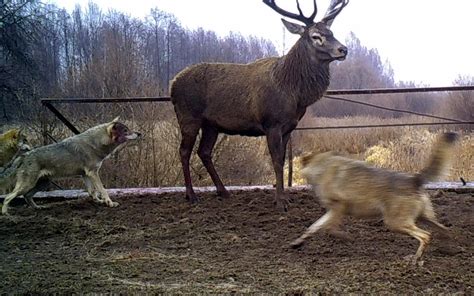 Chernobyl's Wildlife Thrive Despite Contamination, 30 Years After ...