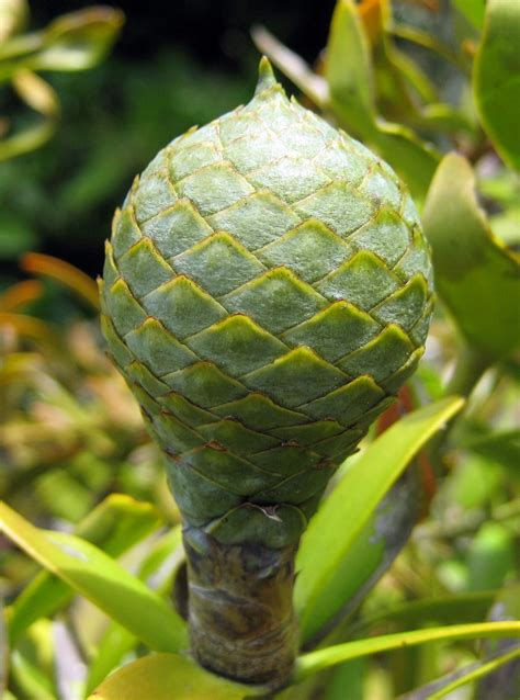 Agathis Australis Kauri Tree Growing Tree Unique Plants