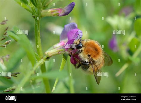 Vicia Sativum Hi Res Stock Photography And Images Alamy