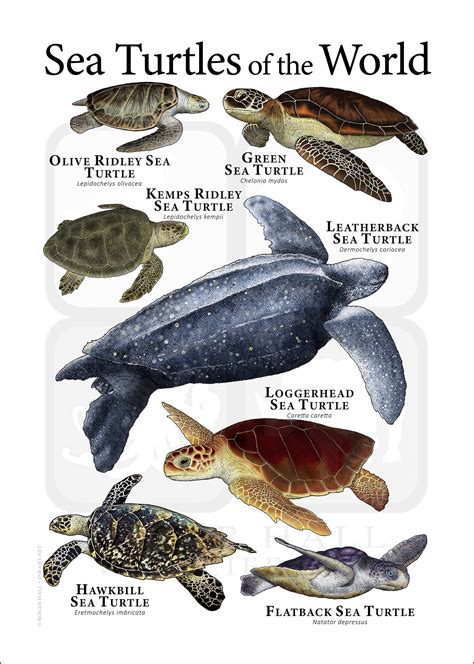 Types Of Turtles, Olive Ridley, Loggerhead Sea Turtle, Green Sea Turtle ...