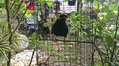 Ang Daming Alam Na Salita Palawan Talking Mynah Valsantosmatubang541