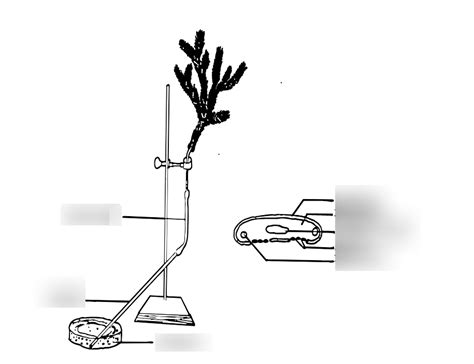 bio lab 2 1002 potometer set up diagram Diagram | Quizlet