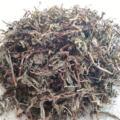 Daun Kumis Kucingremujung Orthosiphon Aristatus Leaf Dried Etsy