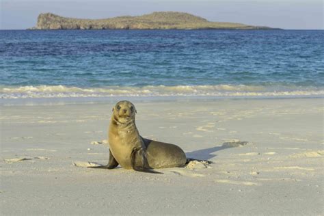 Galápagos Islands: Wildlife Cruise by Private Yacht - AdventureWomen