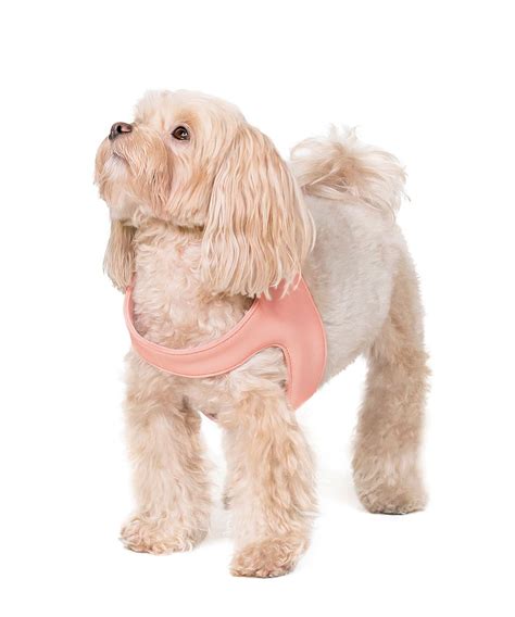 The Roundup on Dog Harnesses | MiAmore Pets | Dog harness, Teddy dog, Pets