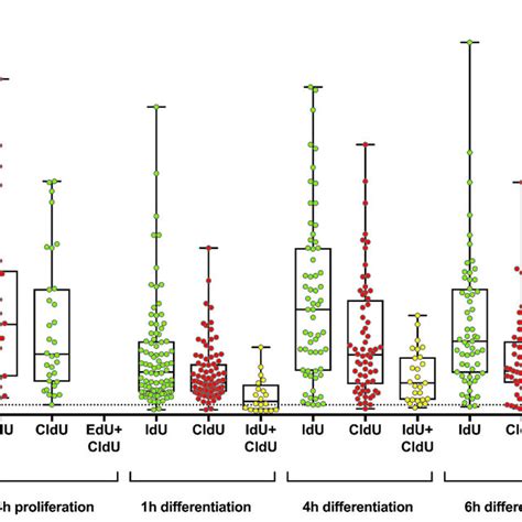 Length And Distribution Of Thymidine Analogue Integration During