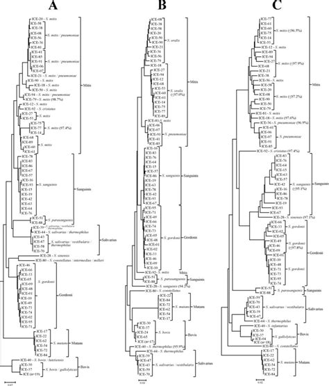 Neighbor Joining Dendrograms Of The S Rrna A Tuf B Or Rpob C