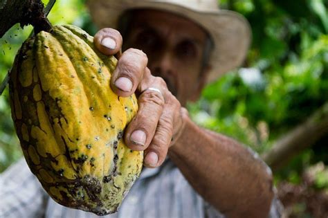 Cacao Vs Cocoa What S The Difference Food At Heart