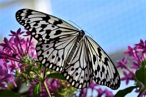 Butterfly Tropical Free Photo On Pixabay Pixabay