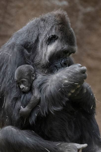 260+ Baby Gorilla With Mother Stock Photos, Pictures & Royalty-Free Images - iStock