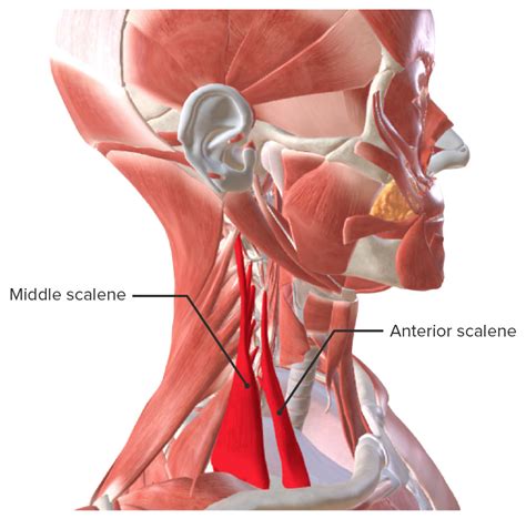 M Sculos Del Cuello Anatom A Concise Medical Knowledge
