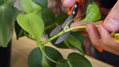 How To Propagate Philodendron From Cuttings