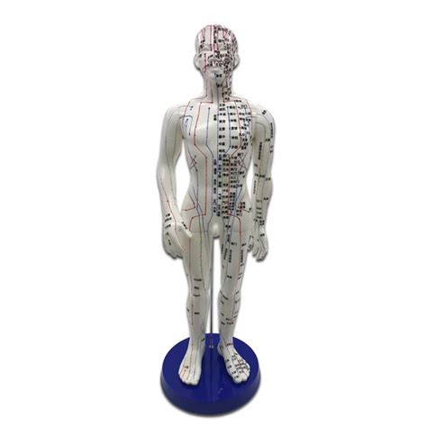 Meridian Model Human Acupuncture Meridian Points Model Male And Female