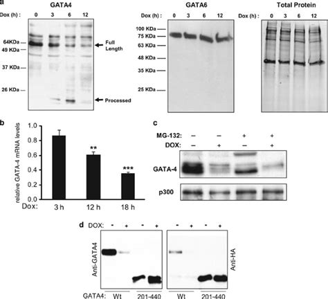 Caspase 1 Cleavage Of Transcription Factor Gata4 And Regulation Of