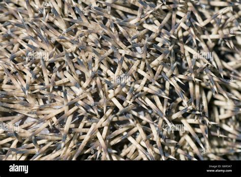 Four-toed Hedgehog, Bulgaria / (Atelerix albiventris) / African Pygmy Hedgehog, prickles Stock ...