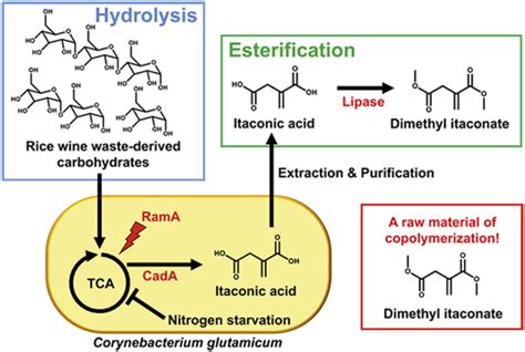 BioBased Production Of Dimethyl Itaconate From Rice Wine WasteDerived