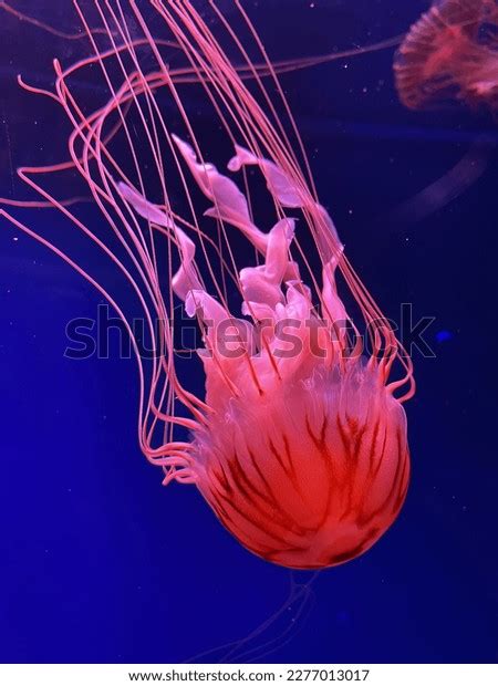 125 Oral Arms Jellyfish Images, Stock Photos, 3D objects, & Vectors ...