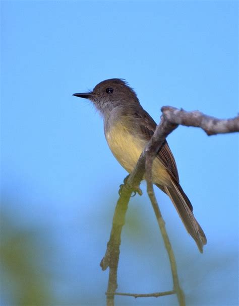 Dusky Capped Flycatcher Owen Deutsch Photography