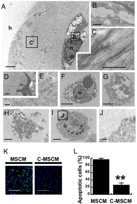 Electron Micrographs Demonstrated Marked Differences In Cell Size