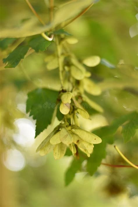 Maple Seed stock photo. Image of tree, sapindaceae, backlit - 270633896