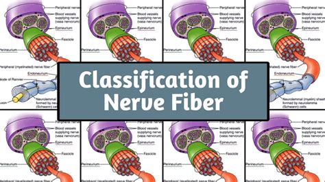 Nerve Fiber And Its Classification In Medical Physiology Youtube