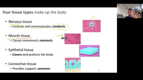 Ch04 Slides 1 13 Intro To Tissues Epithelial Tissue