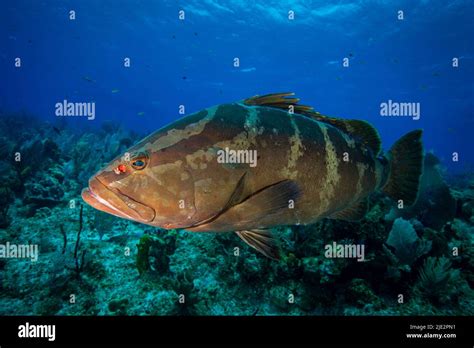 Tropical Fish Caribbean Underwater Hi Res Stock Photography And Images