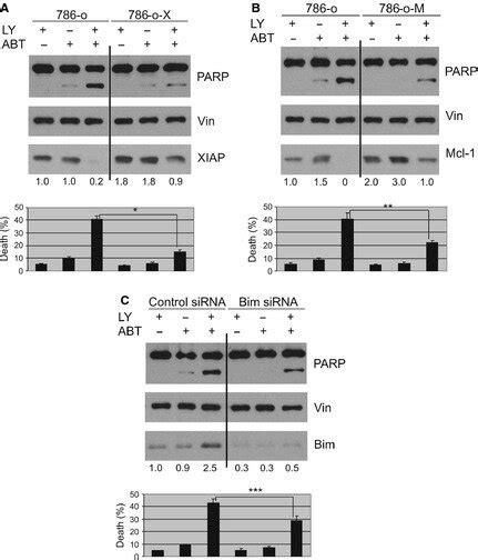 Parp Cleavage And Apoptosis Induced By Rescue Of Each Gene Expression