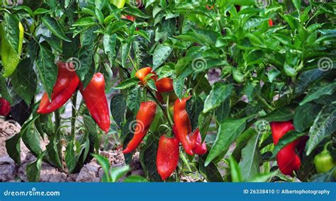 Growing Red Pepper Stock Photo Image Of Growing Macro 26338410