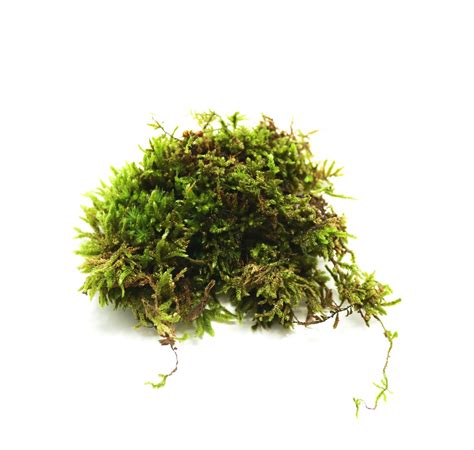 Mosses and Liverworts — FrogDaddy