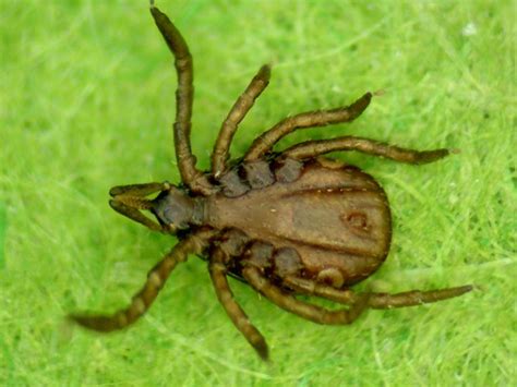 Deer Tick Virus Lurks In Some Vineyard Ticks The Marthas Vineyard Times