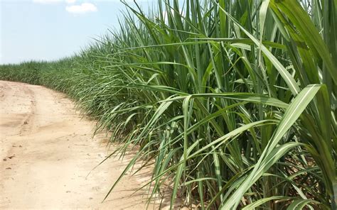 Nutri O Foliar O Que E Como Fazer Stoller