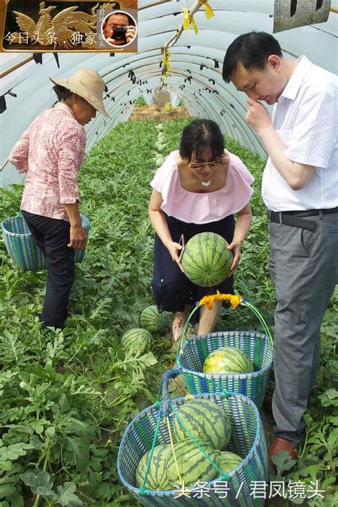 鄉村趣聞：美女遊客在西瓜種植園採摘西瓜，2元一斤，不嫌貴！ 每日頭條