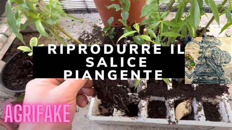 Riprodurre Il Salice Piangente Con Talea In Acqua Youtube