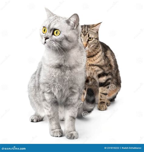 Dois Gatos Brincalhões Caçando Em Fundo Branco Isolado Dois Gatos