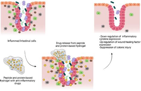 Schematic Representation Of Protein And Peptide Based Hydrogel Approach